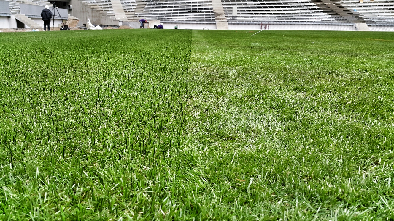 Трава для стадиона. Стадион Лужники искусственный газон. Натуральный газон для футбольного поля. Искусственный газон для футбольного поля. Искусственный спортивный газон.